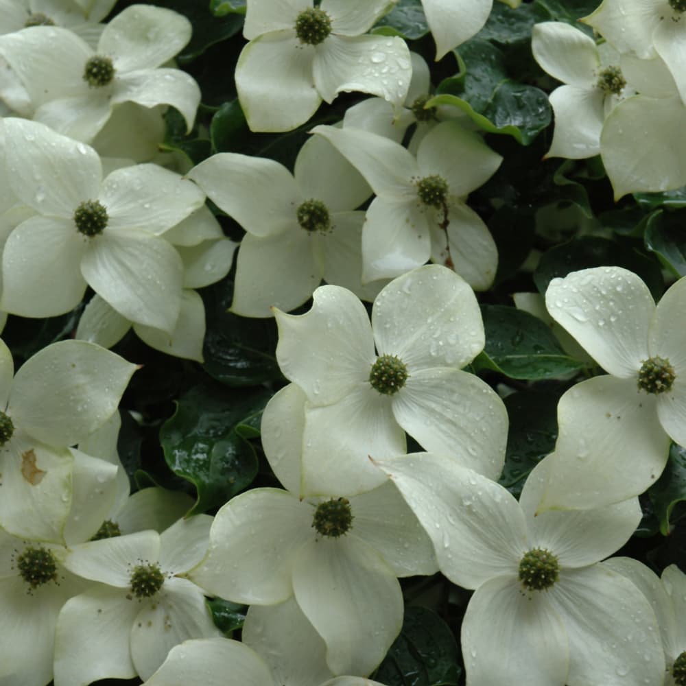 NetPS Plant Finder (www.netpsplantfinder.com)