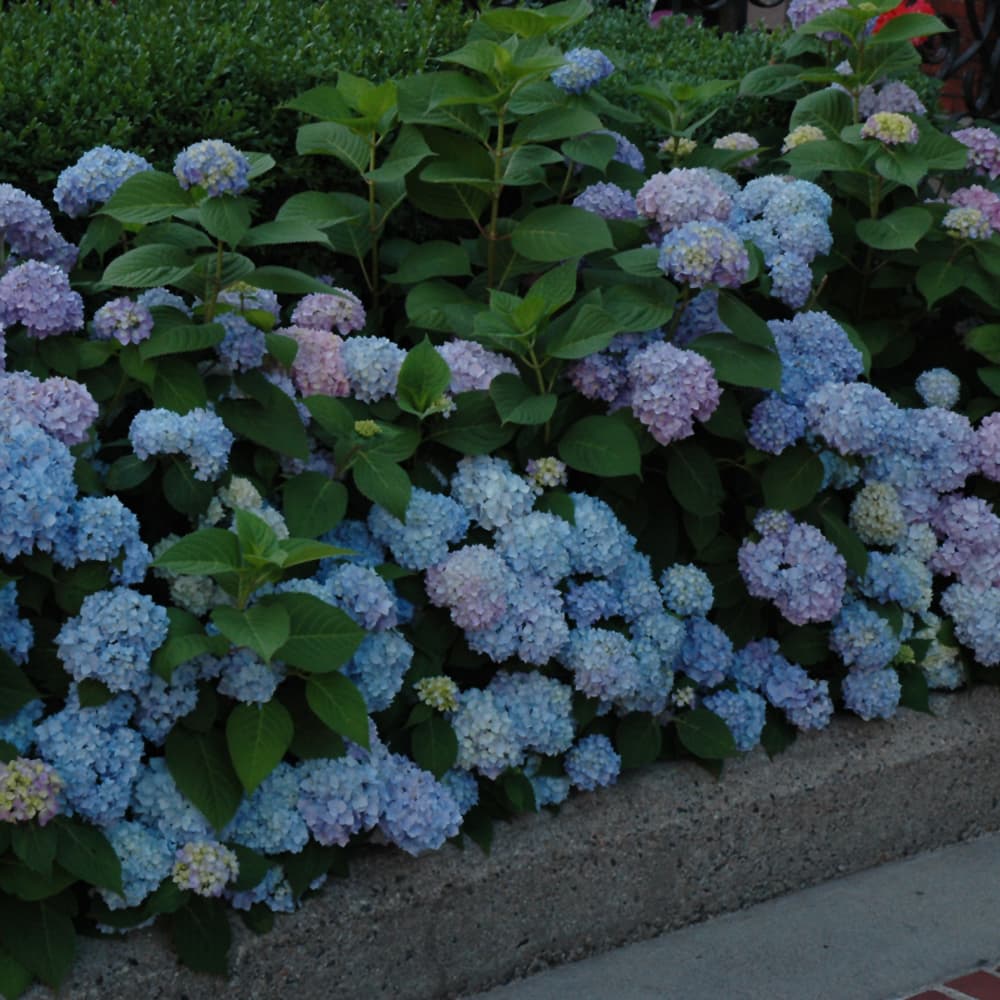 NetPS Plant Finder (www.netpsplantfinder.com)