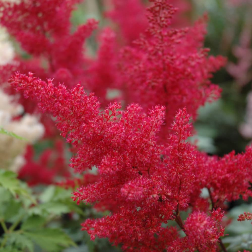 Astilbe Montgomery