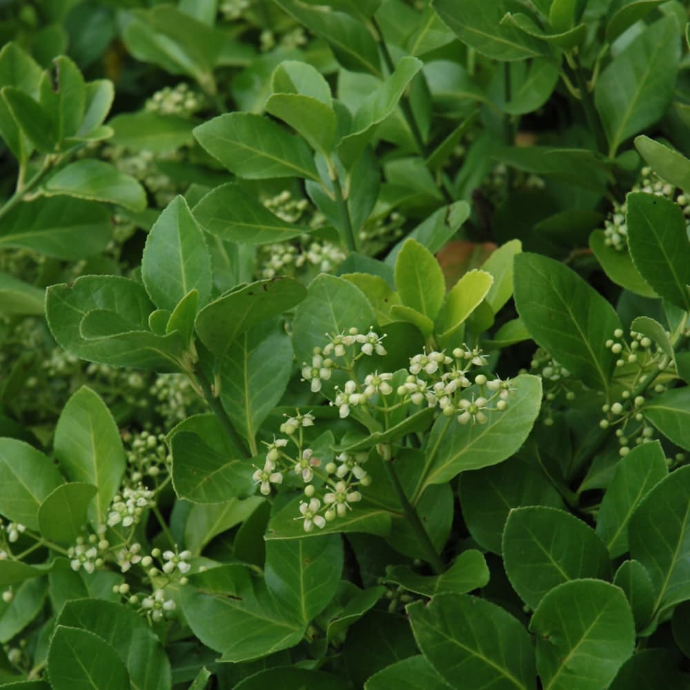 NetPS Plant Finder (www.netpsplantfinder.com)