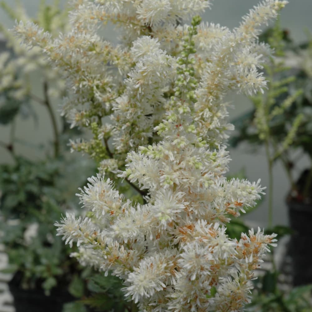 Astilbe Visions in White