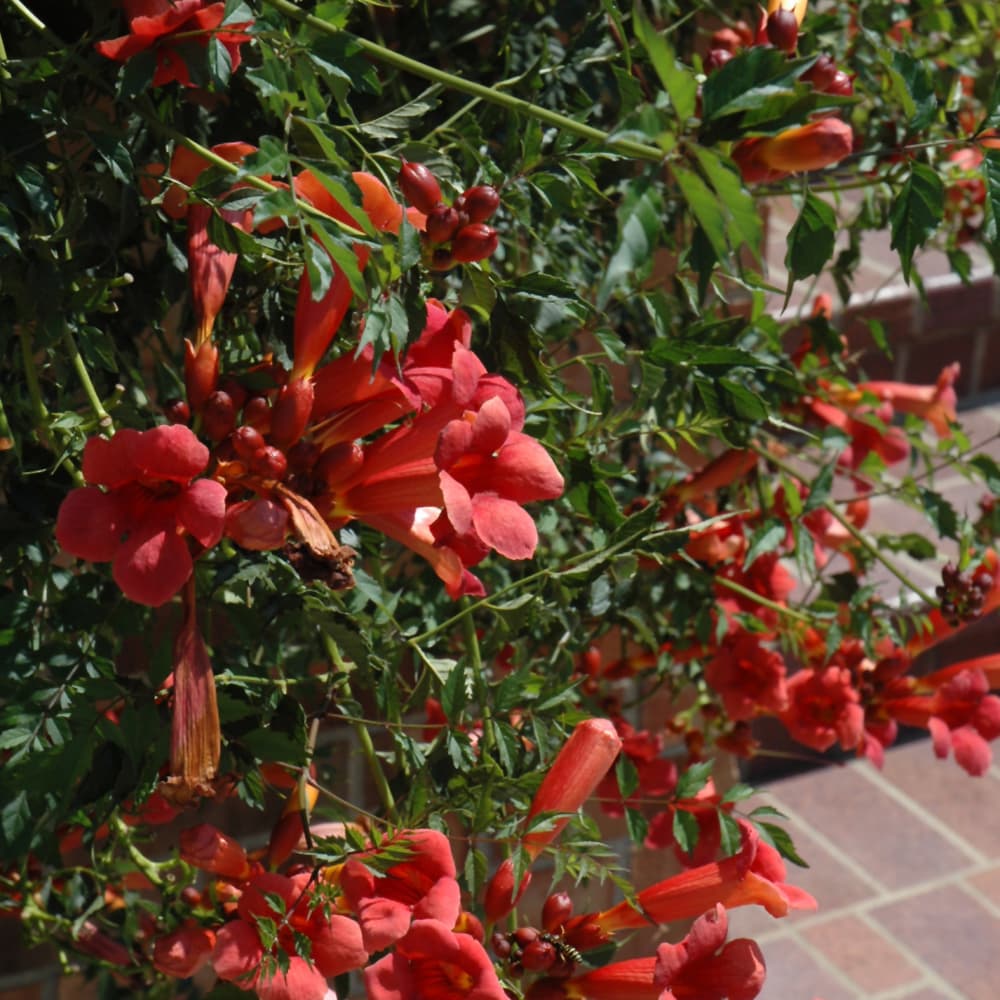 NetPS Plant Finder (www.netpsplantfinder.com)