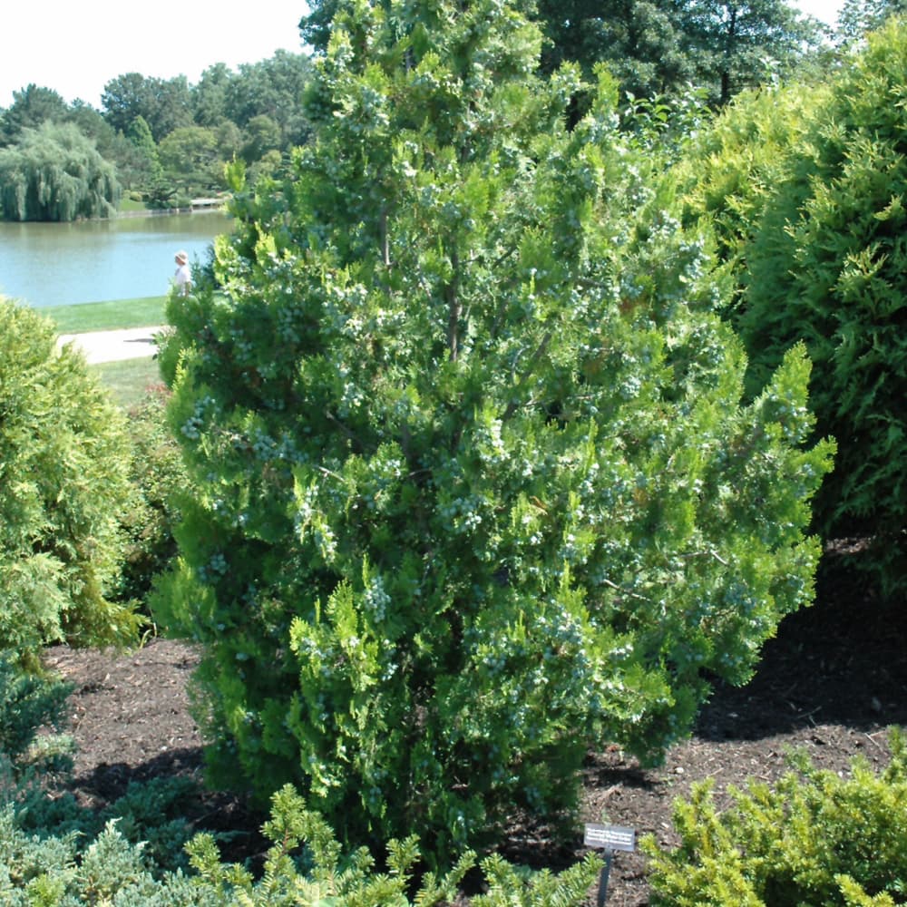 Arborvitae Elegantissima