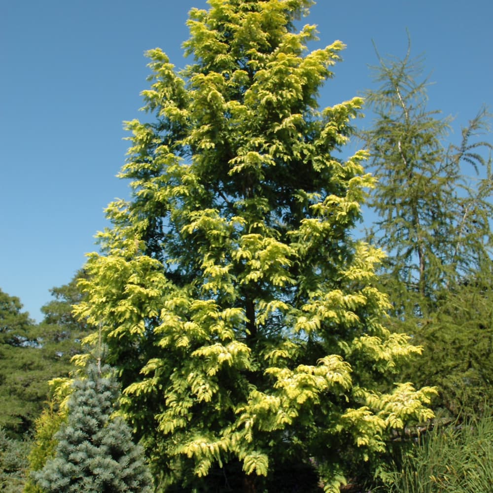 Dawn Redwood Gold Rush