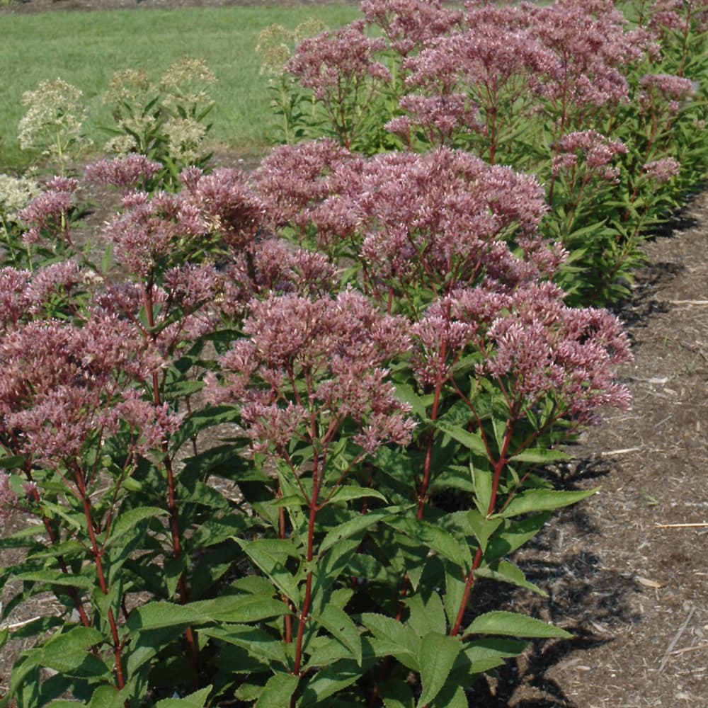 NetPS Plant Finder (www.netpsplantfinder.com)