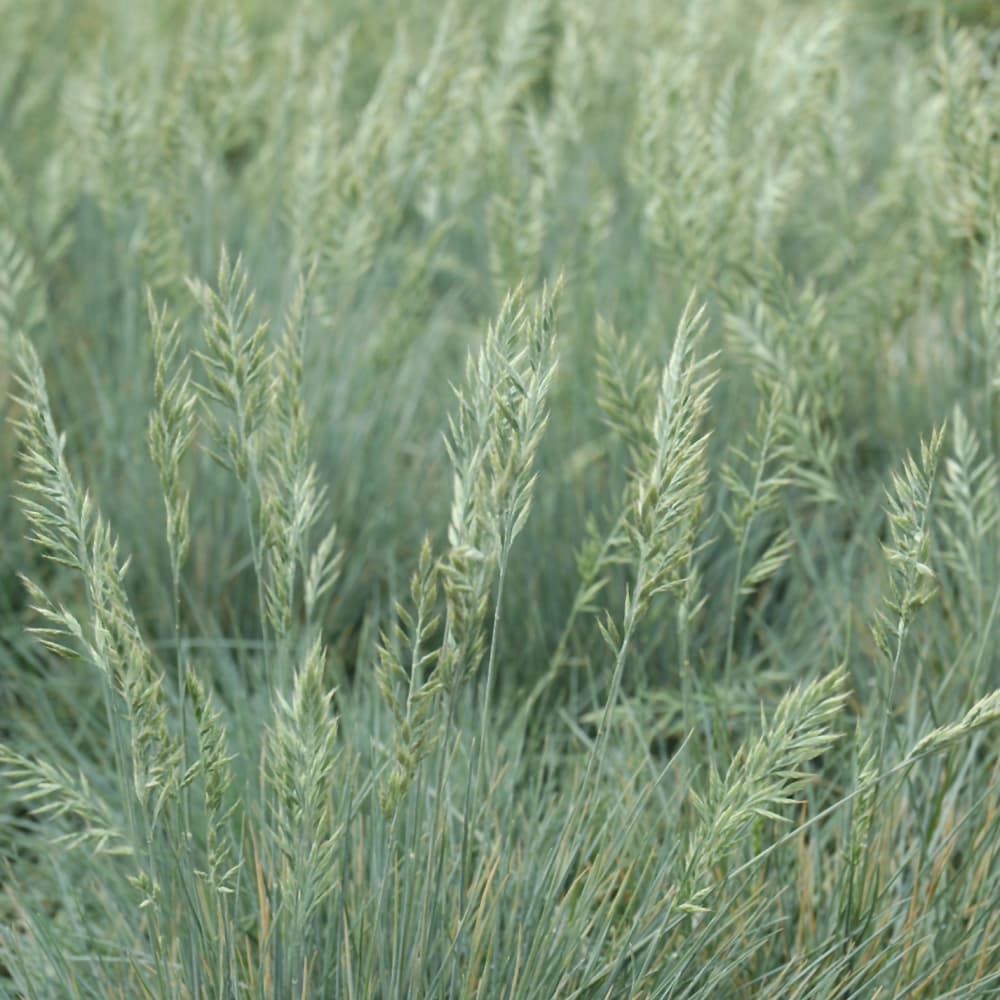 NetPS Plant Finder (www.netpsplantfinder.com)