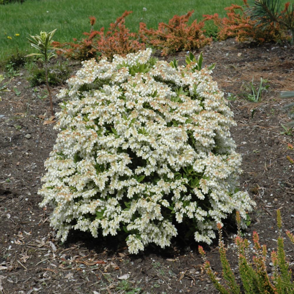 NetPS Plant Finder (www.netpsplantfinder.com)