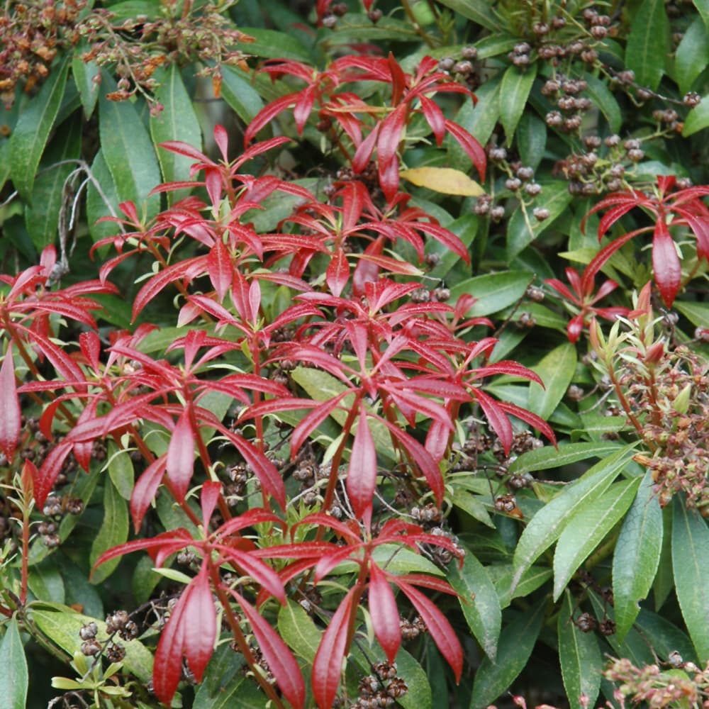 NetPS Plant Finder (www.netpsplantfinder.com)