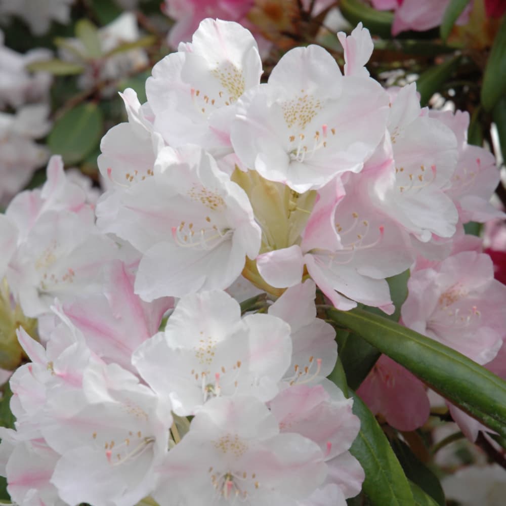 Rhododendron Yakushimanum Percy Wiseman