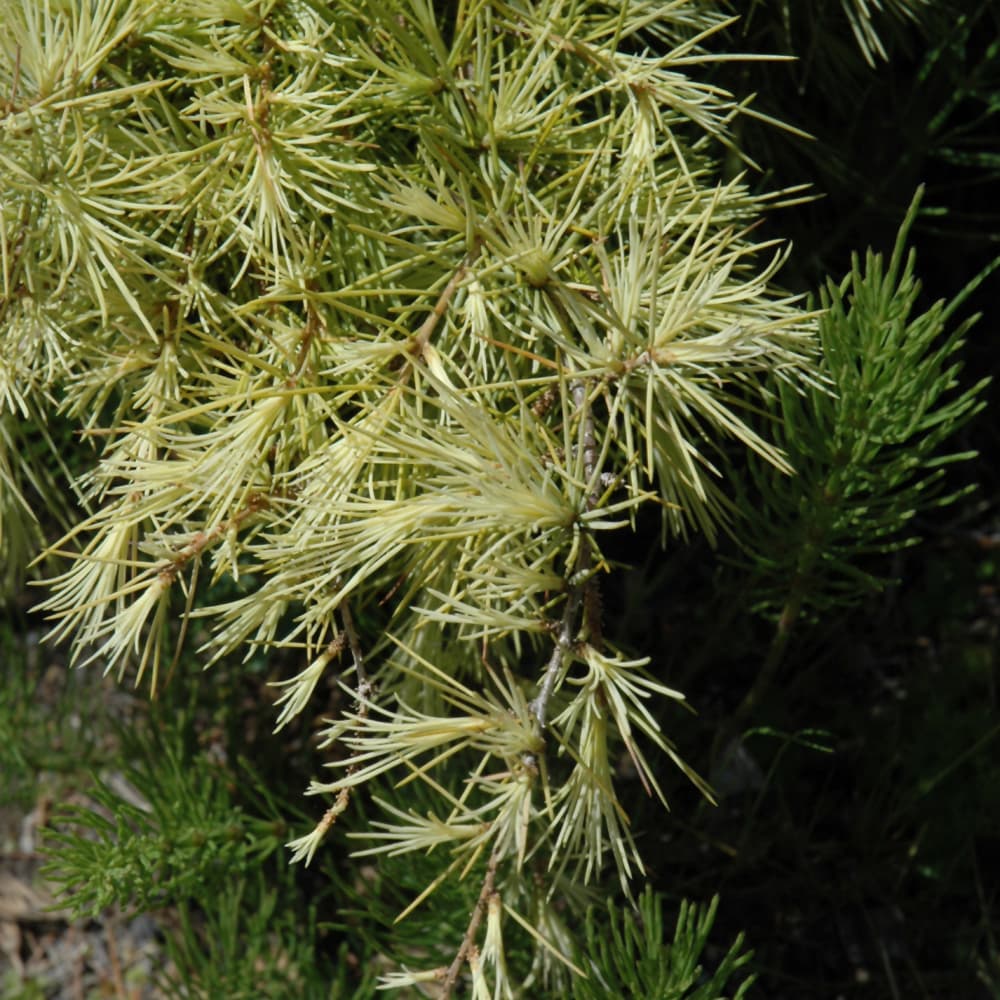 NetPS Plant Finder (www.netpsplantfinder.com)