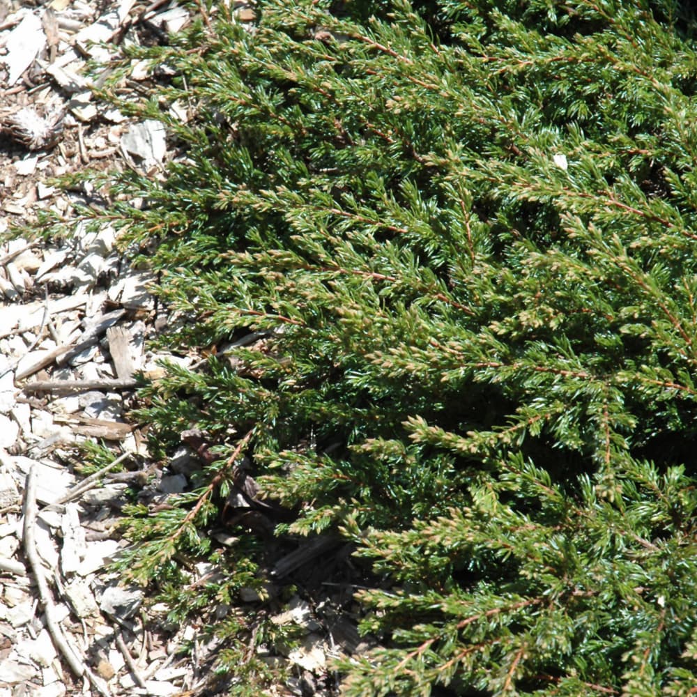 NetPS Plant Finder (www.netpsplantfinder.com)