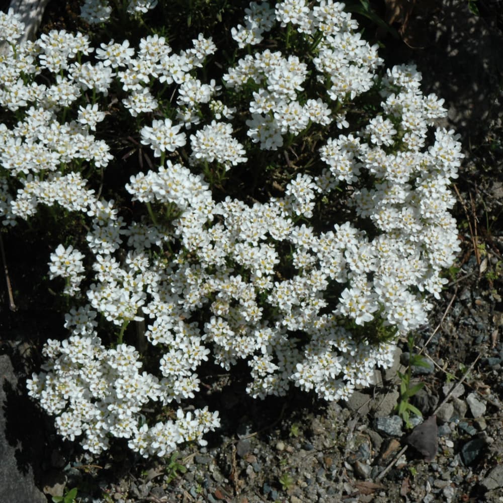 NetPS Plant Finder (www.netpsplantfinder.com)