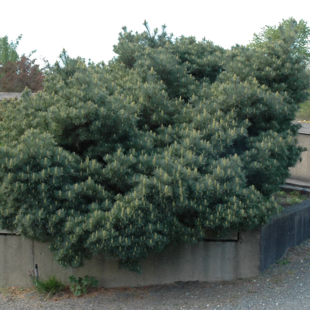 NetPS Plant Finder (www.netpsplantfinder.com)