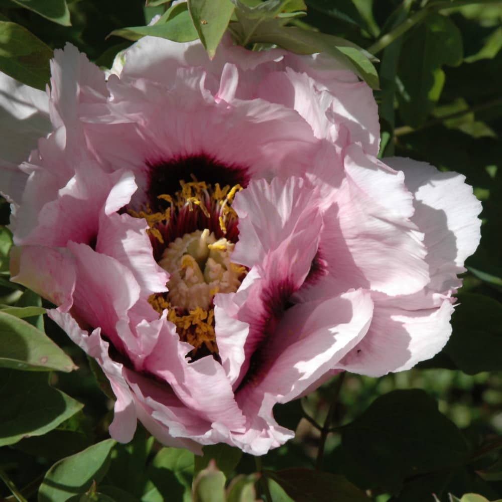 NetPS Plant Finder (www.netpsplantfinder.com)