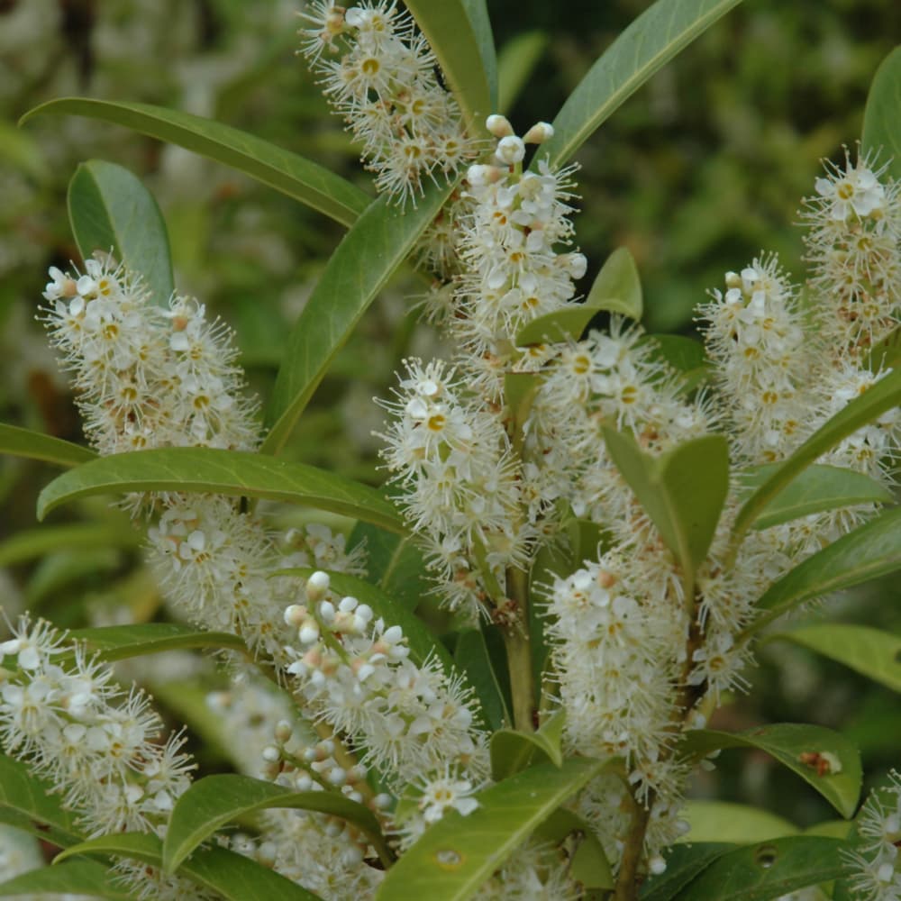 NetPS Plant Finder (www.netpsplantfinder.com)