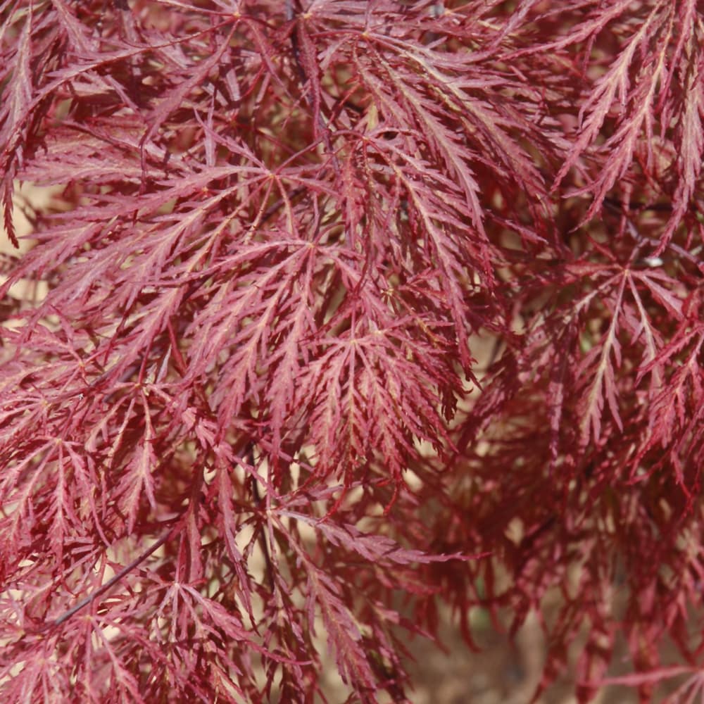 NetPS Plant Finder (www.netpsplantfinder.com)