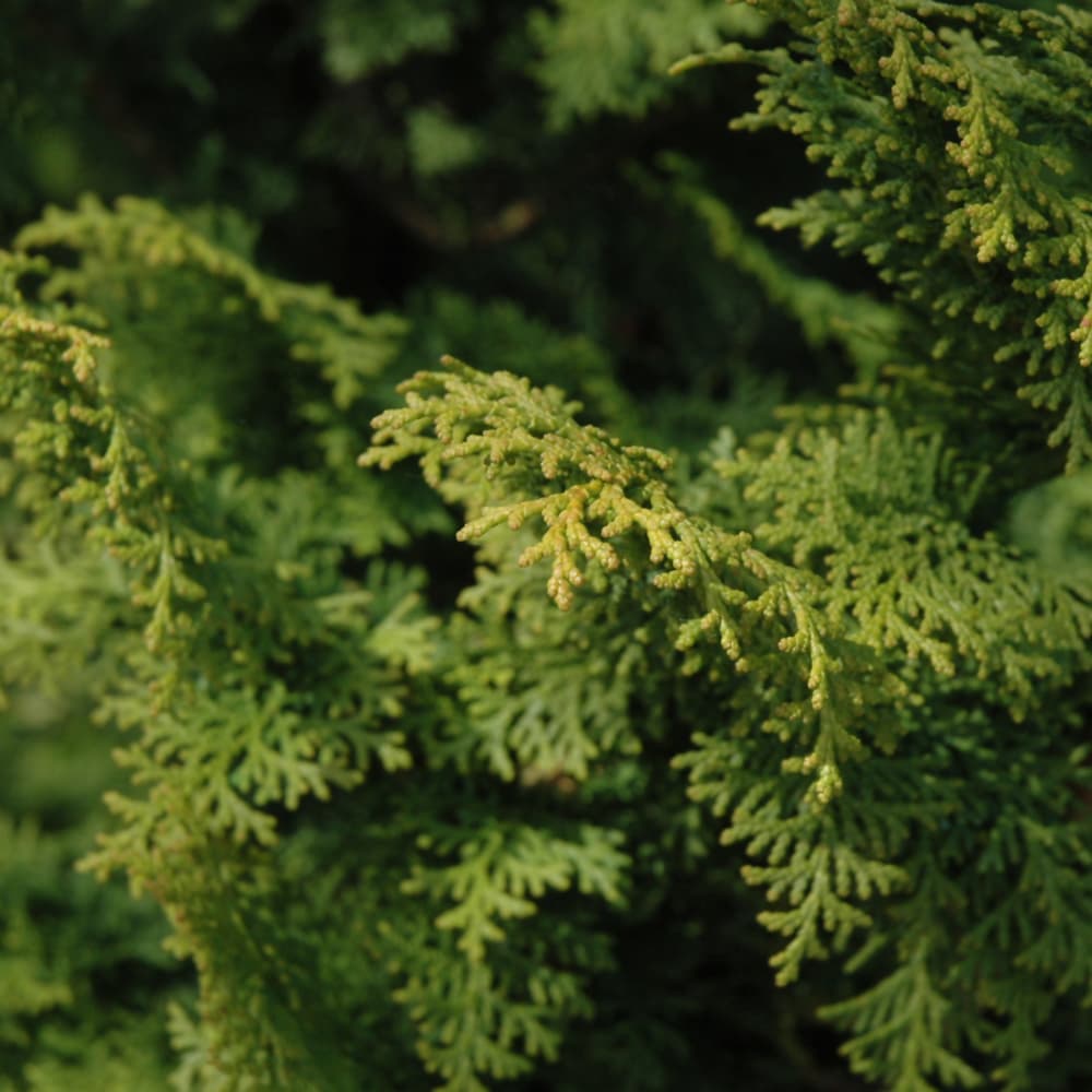 NetPS Plant Finder (www.netpsplantfinder.com)