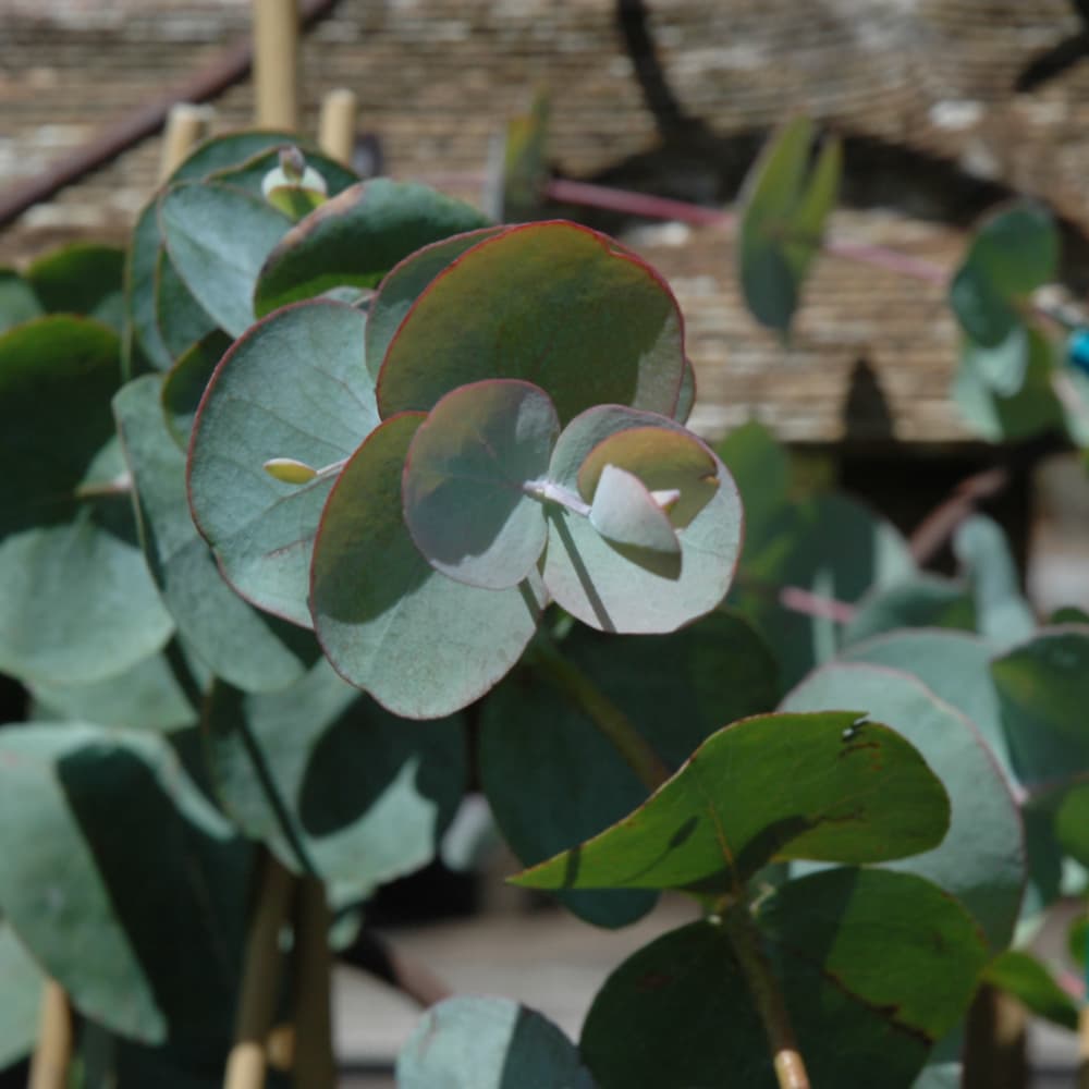 Eucalyptus Cinerea