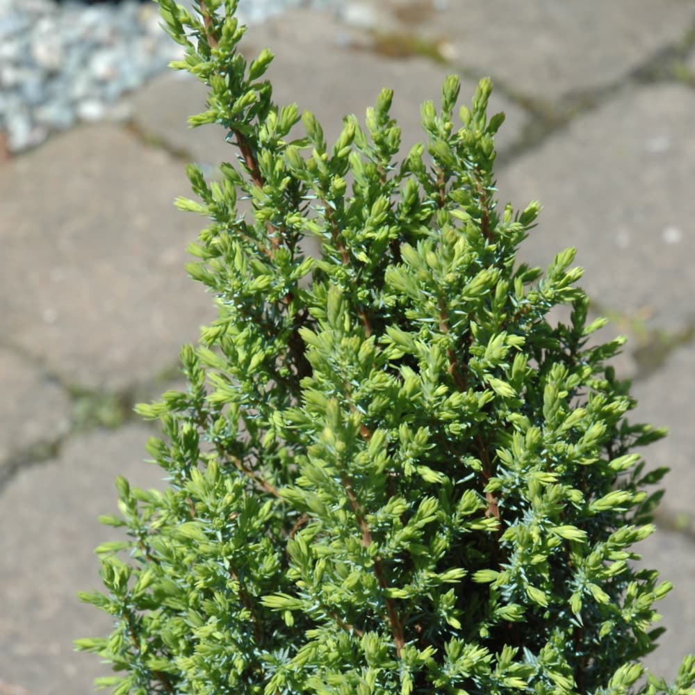 NetPS Plant Finder (www.netpsplantfinder.com)