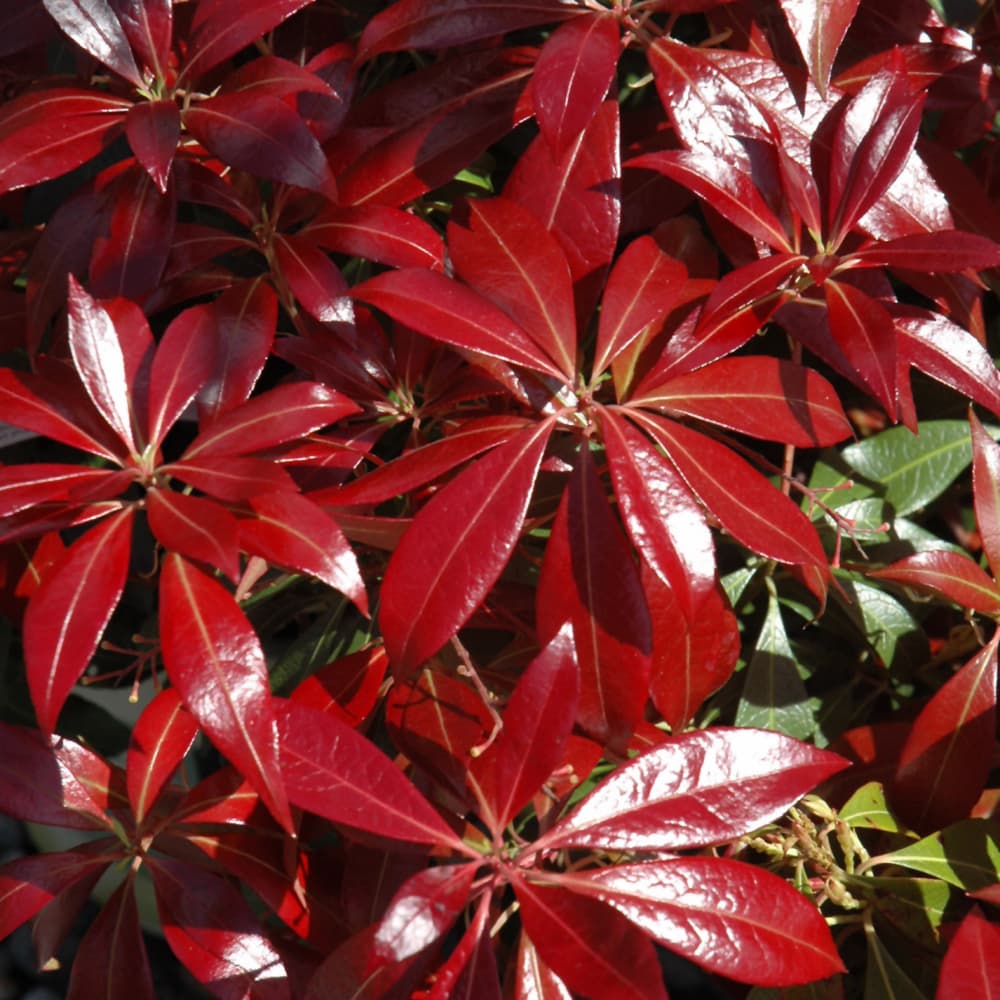 NetPS Plant Finder (www.netpsplantfinder.com)