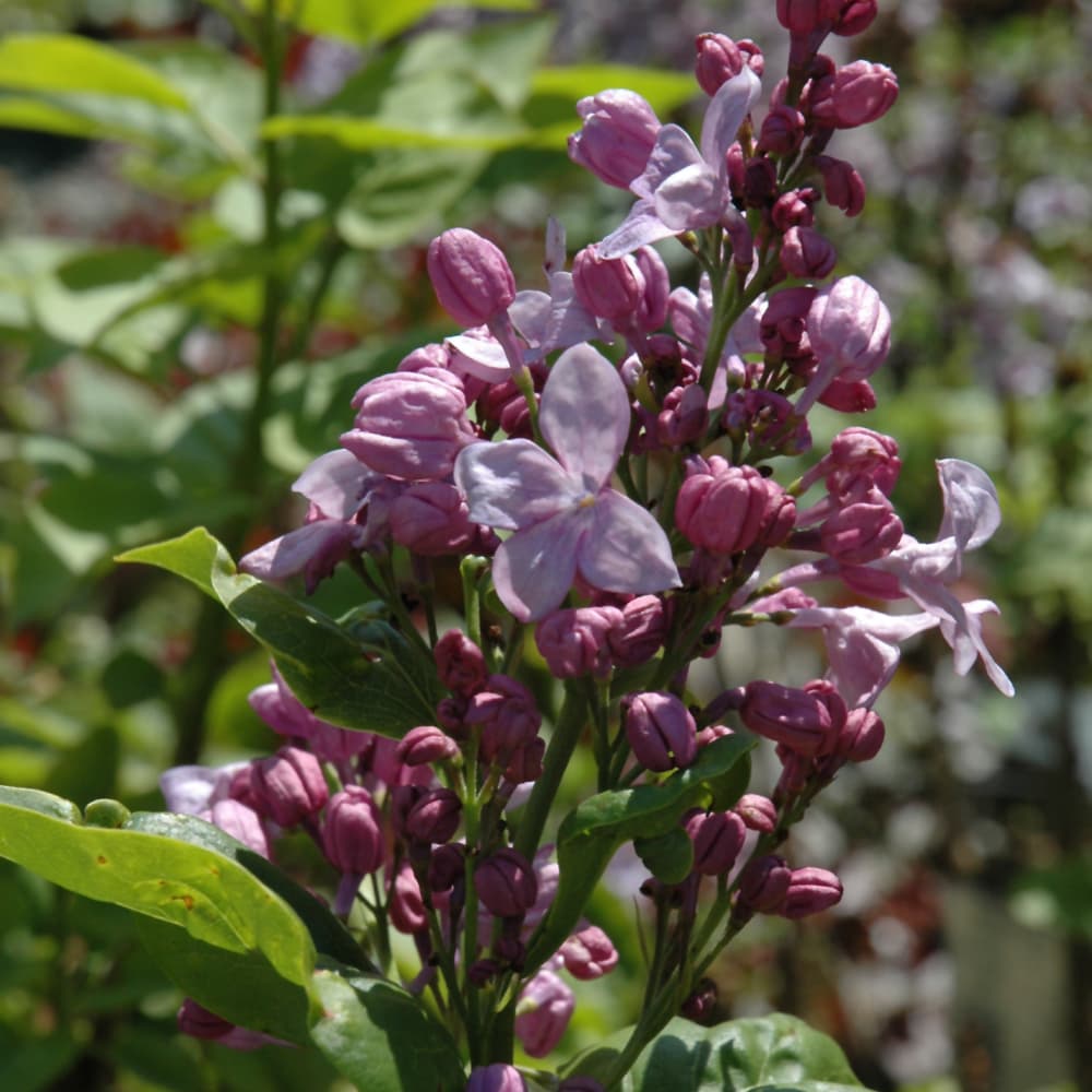 NetPS Plant Finder (www.netpsplantfinder.com)