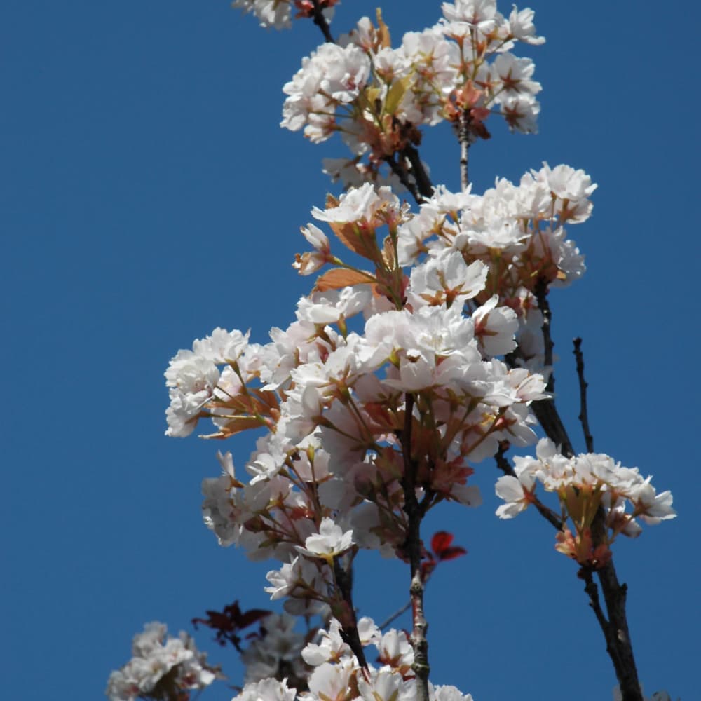 Cherry Amanogawa