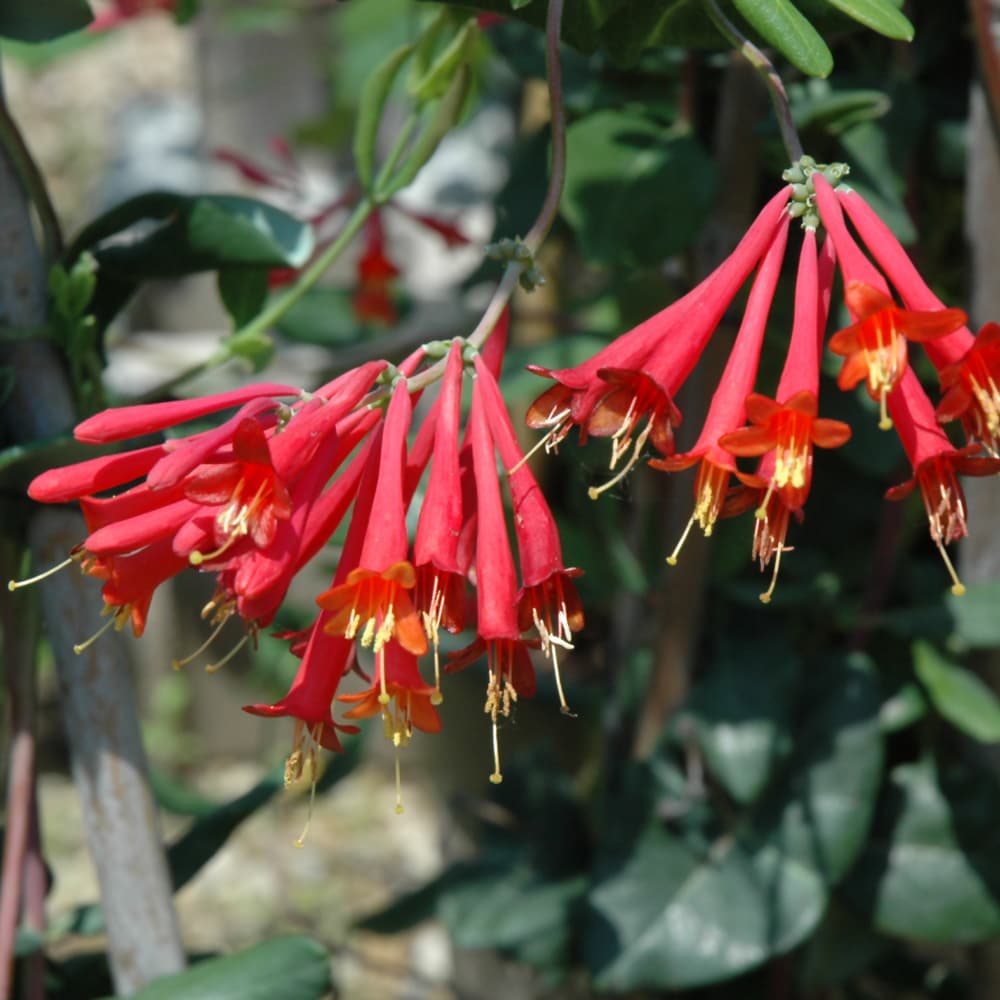 Honeysuckle Major Wheeler