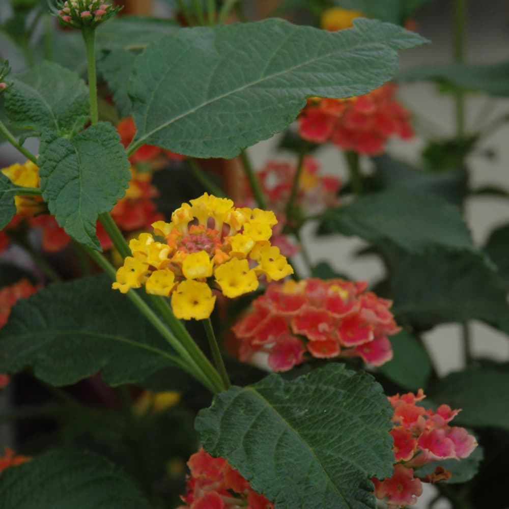 NetPS Plant Finder (www.netpsplantfinder.com)