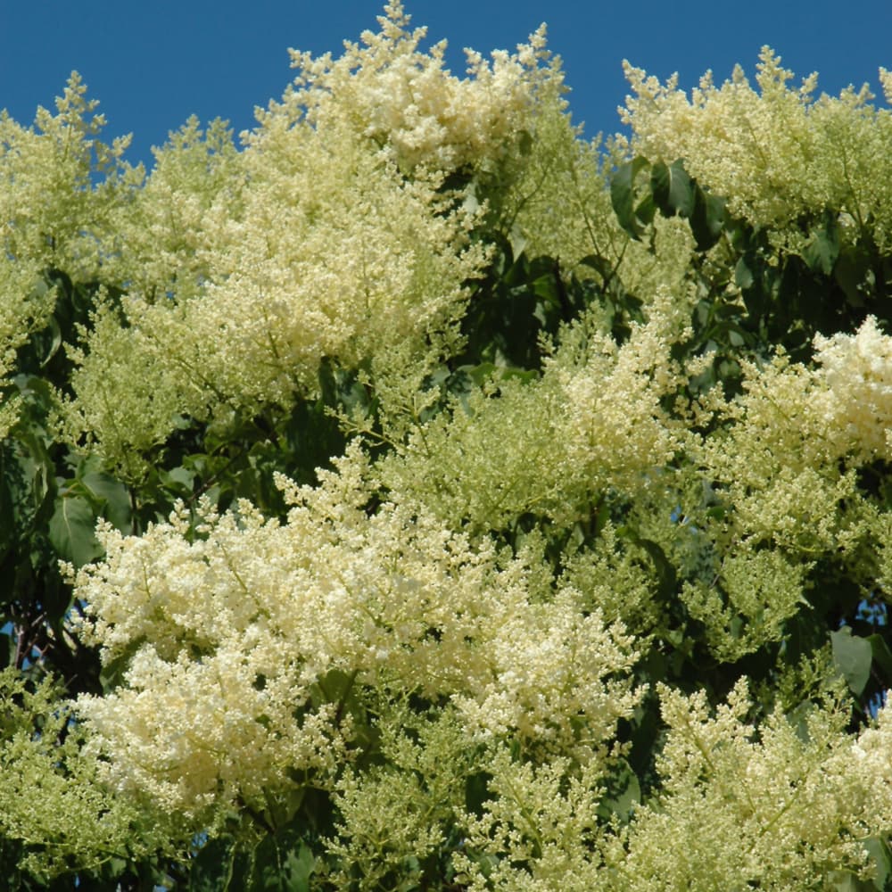 NetPS Plant Finder (www.netpsplantfinder.com)