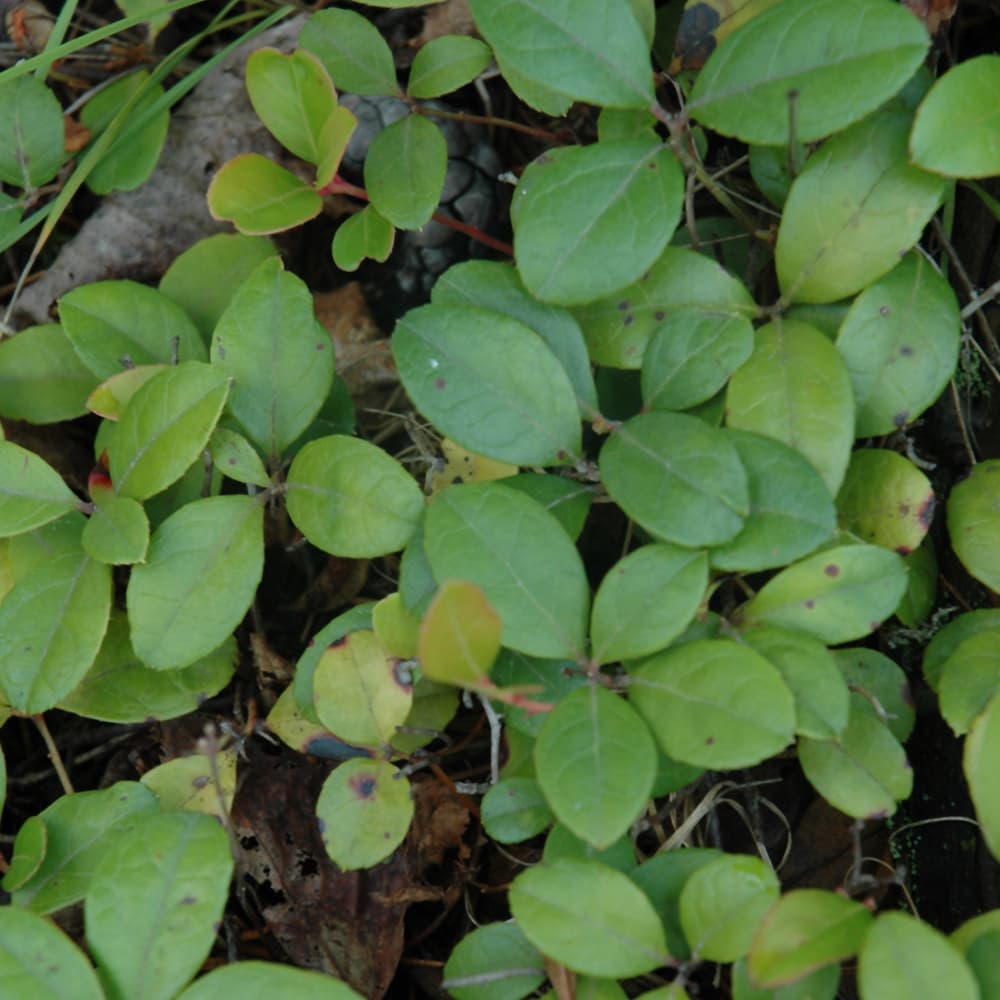 NetPS Plant Finder (www.netpsplantfinder.com)