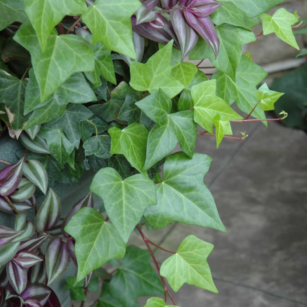 Ivy Variegated Algerian