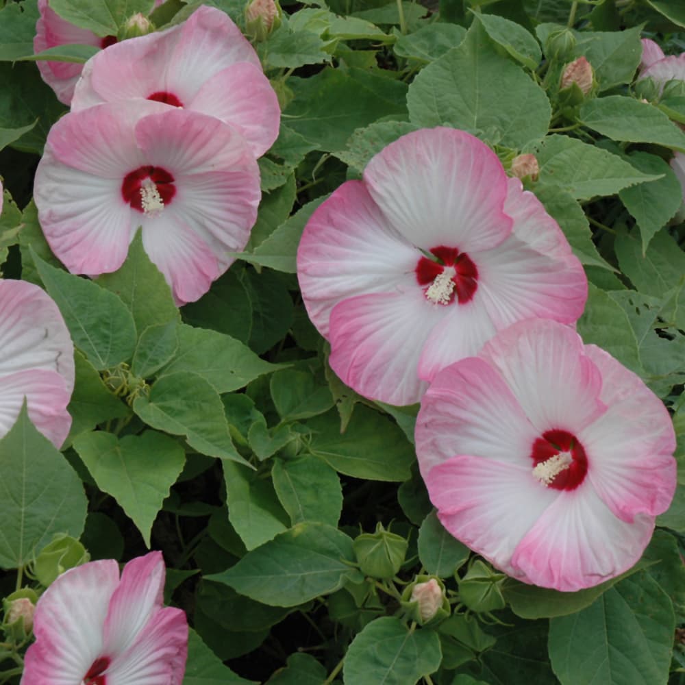 NetPS Plant Finder (www.netpsplantfinder.com)