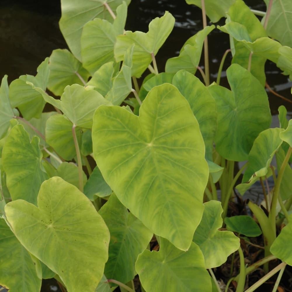 NetPS Plant Finder (www.netpsplantfinder.com)