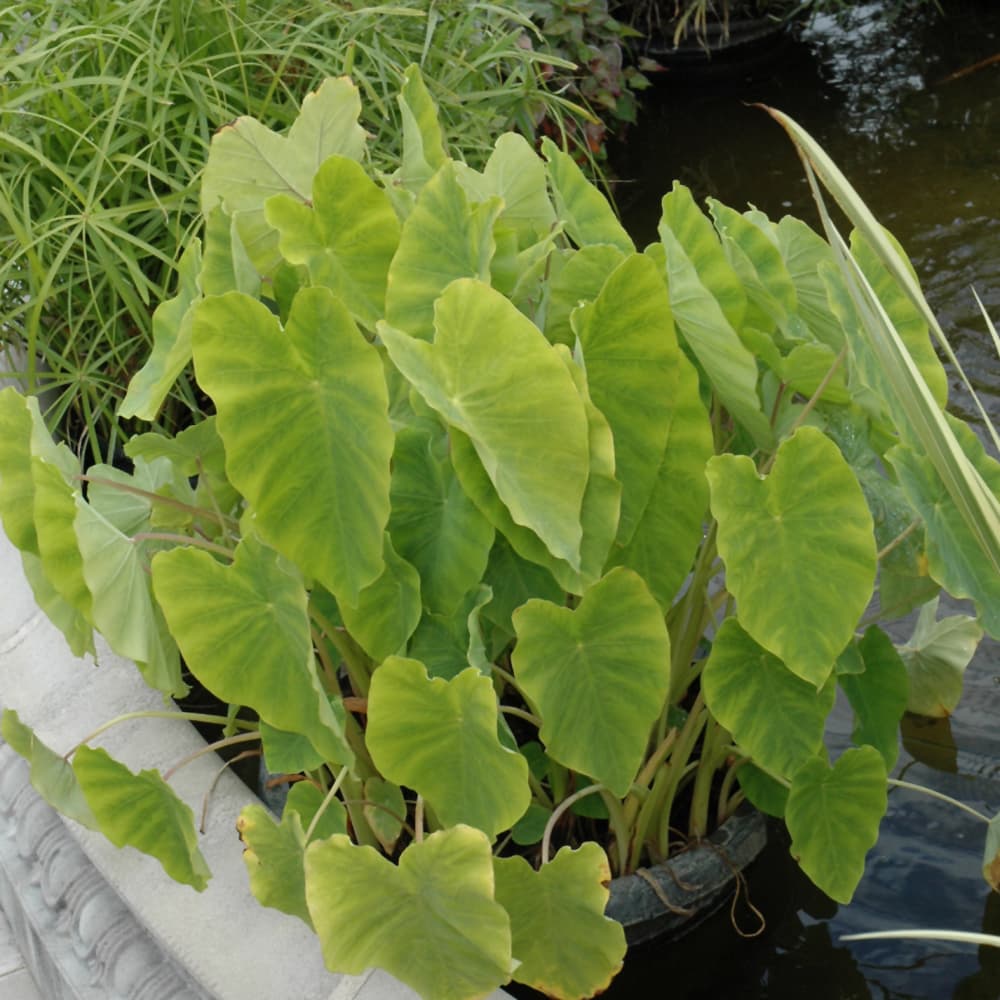 Elephant Ear