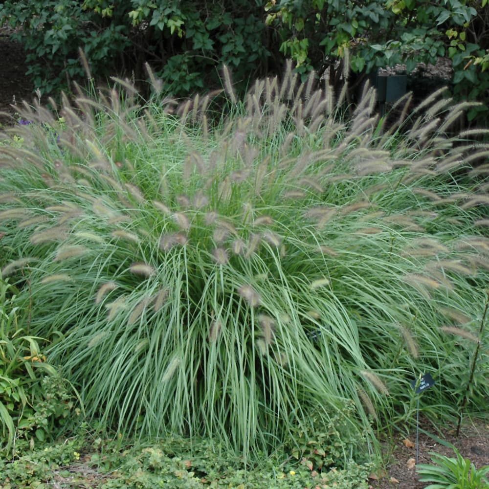 NetPS Plant Finder (www.netpsplantfinder.com)