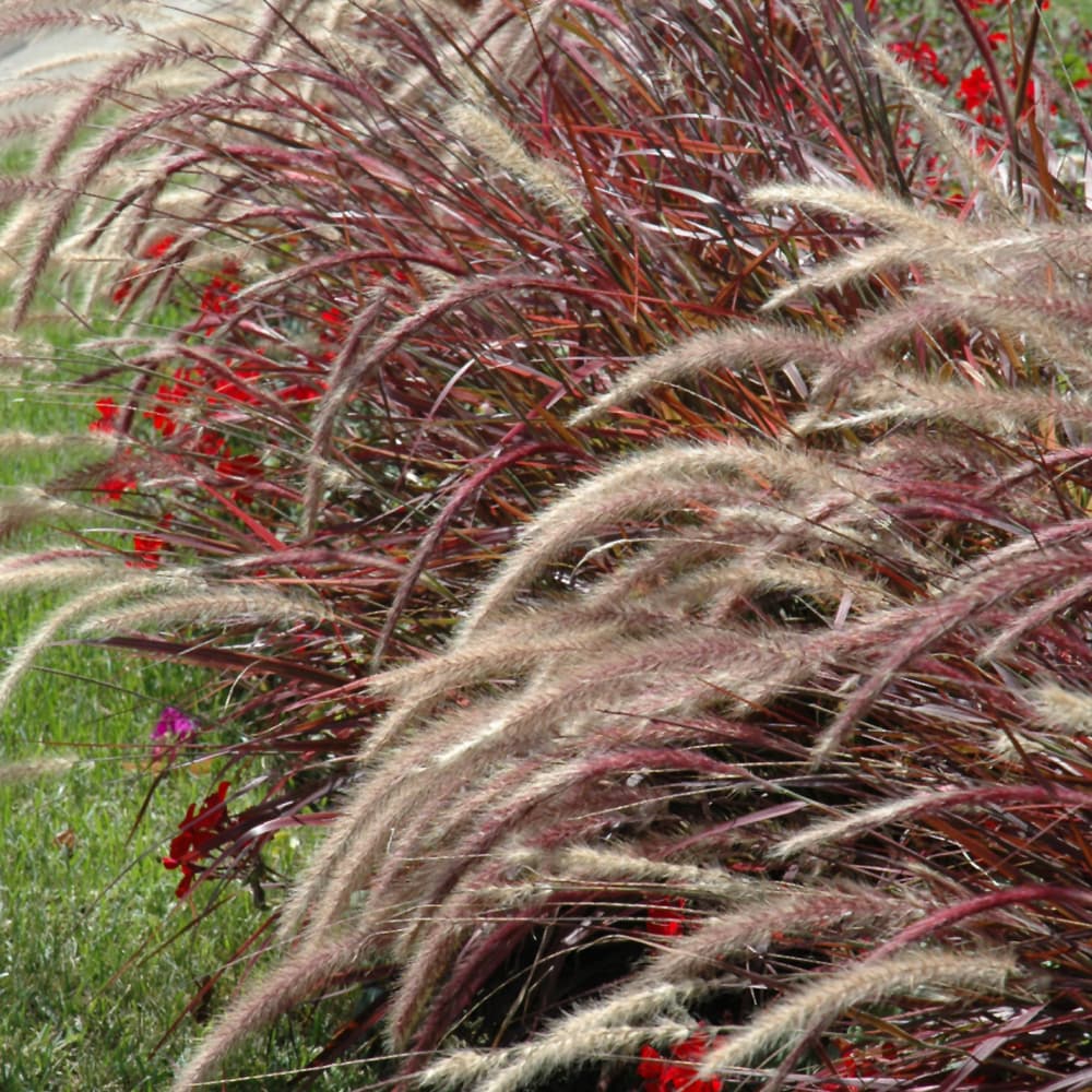 NetPS Plant Finder (www.netpsplantfinder.com)