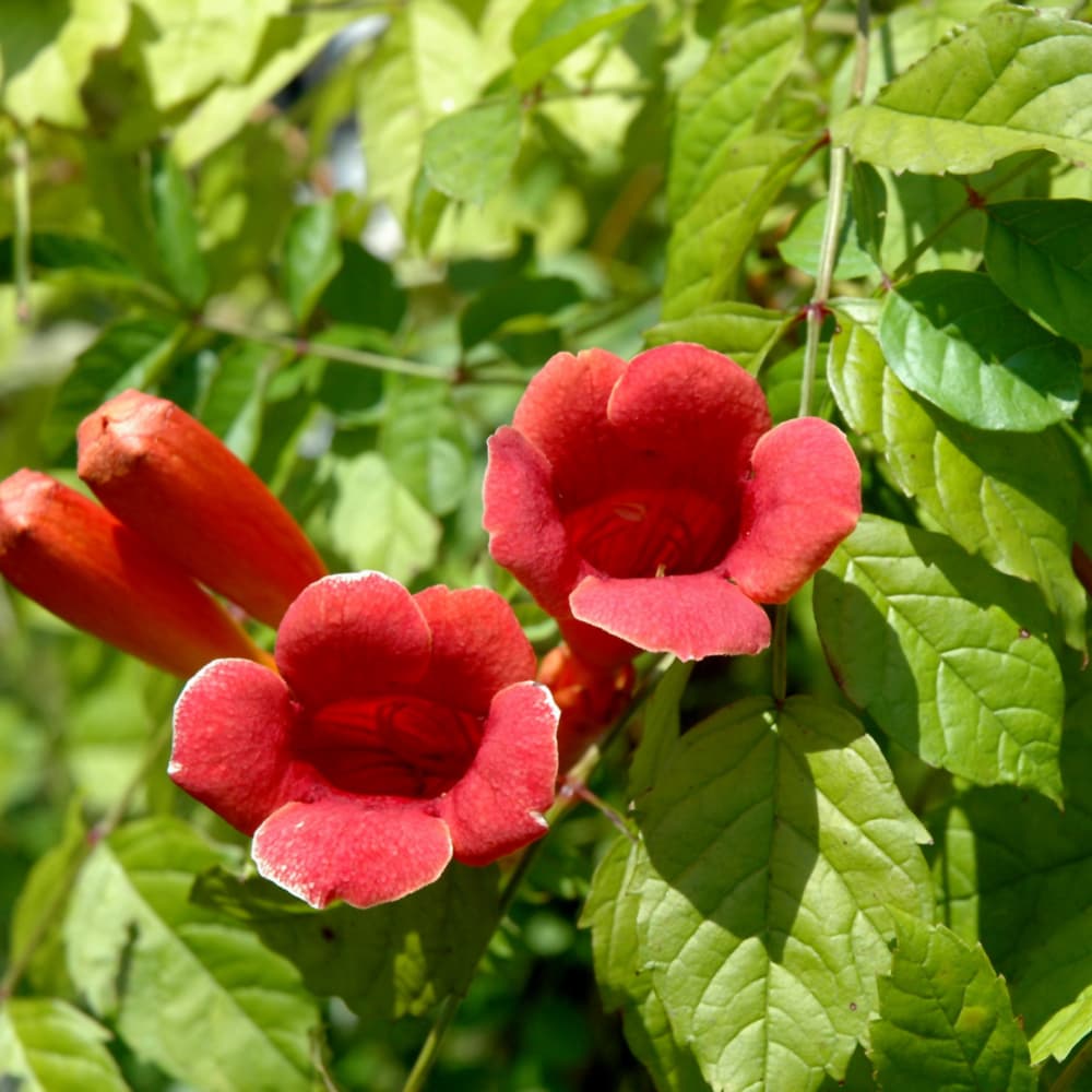 Trumpet Vine Madame Galen
