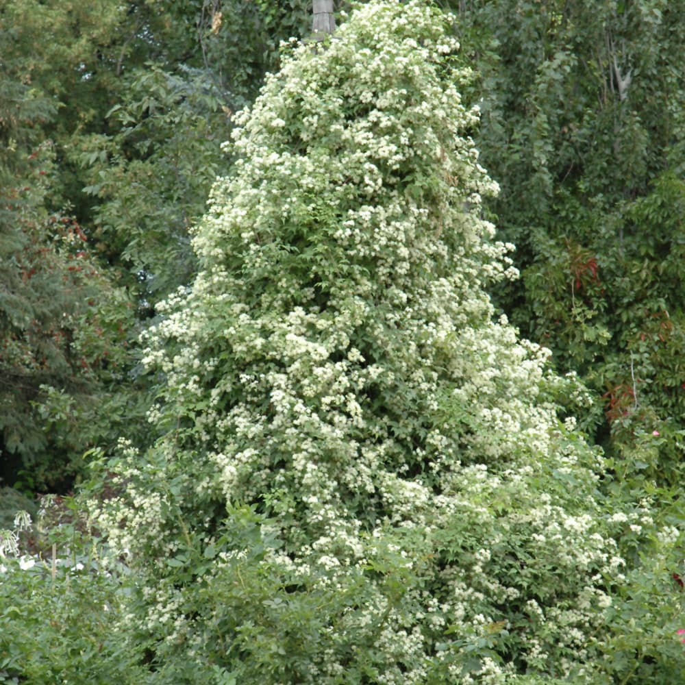 NetPS Plant Finder (www.netpsplantfinder.com)