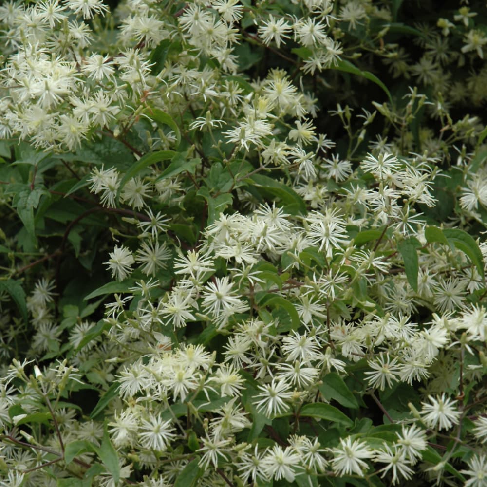 NetPS Plant Finder (www.netpsplantfinder.com)