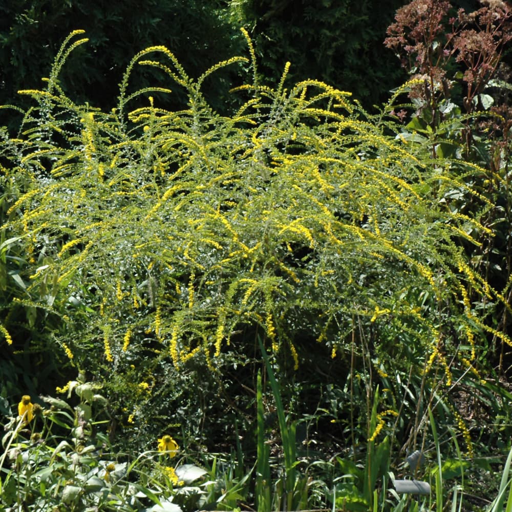 NetPS Plant Finder (www.netpsplantfinder.com)