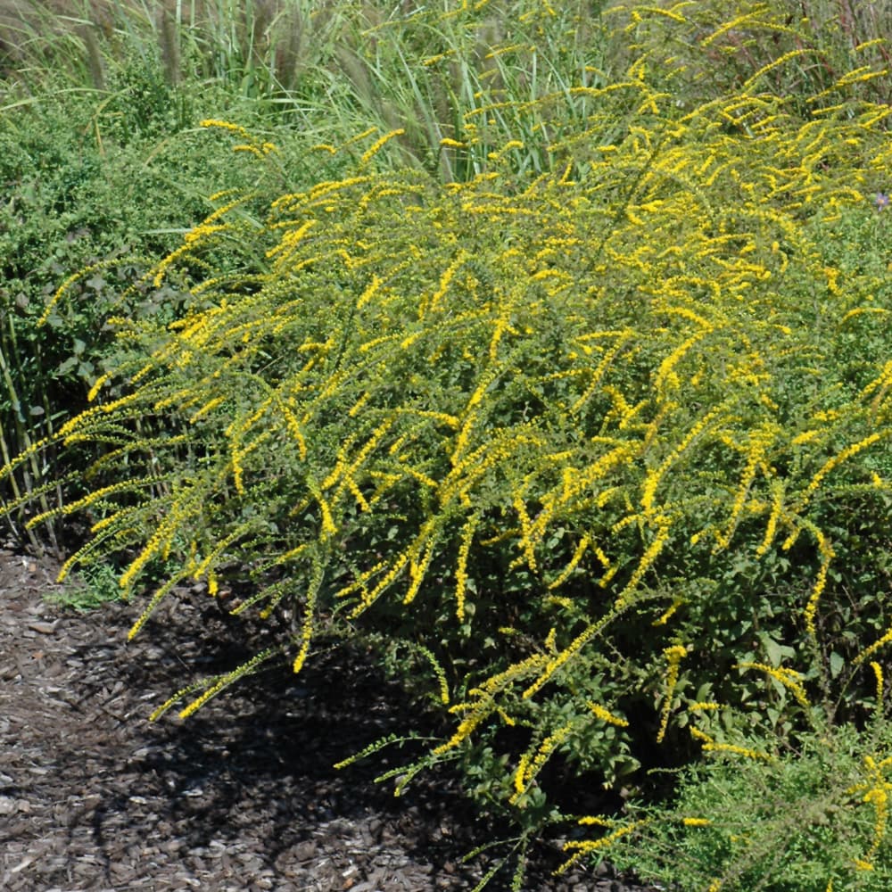 NetPS Plant Finder (www.netpsplantfinder.com)