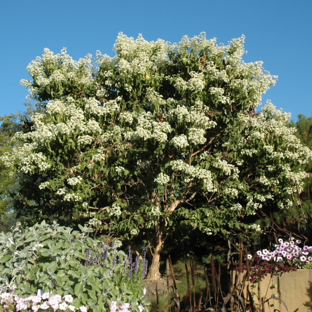 NetPS Plant Finder (www.netpsplantfinder.com)