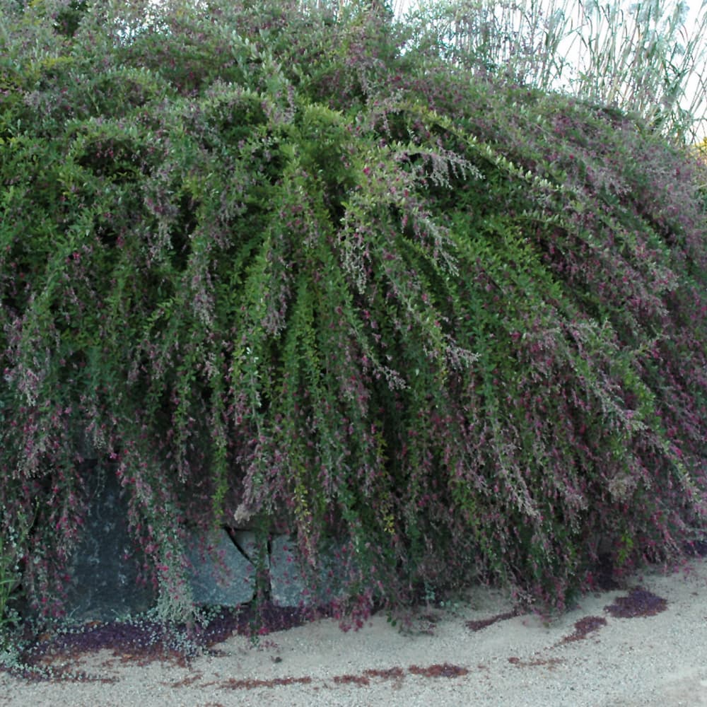 NetPS Plant Finder (www.netpsplantfinder.com)