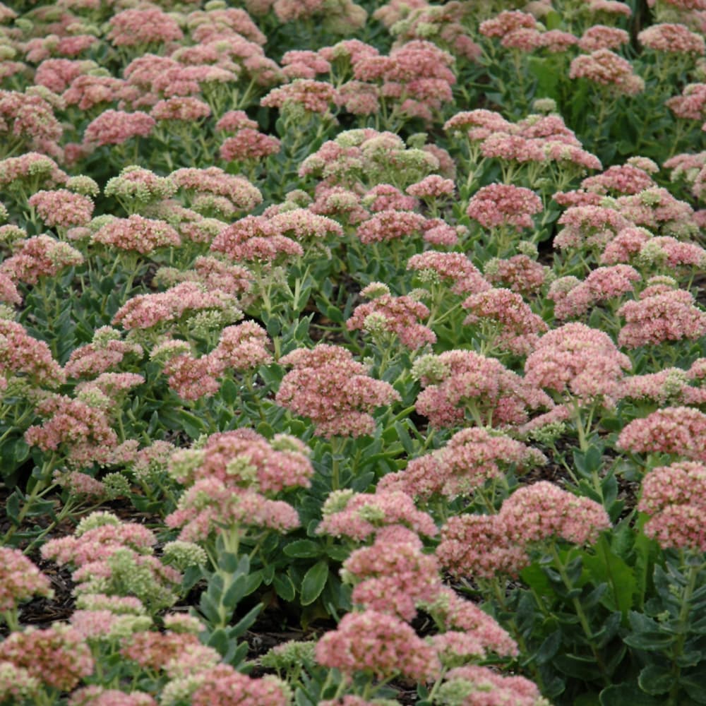 NetPS Plant Finder (www.netpsplantfinder.com)