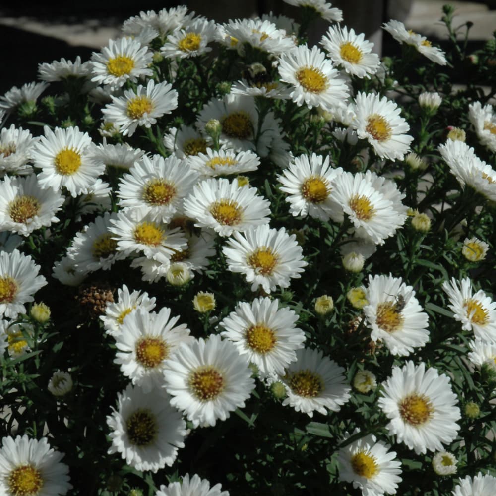 NetPS Plant Finder (www.netpsplantfinder.com)