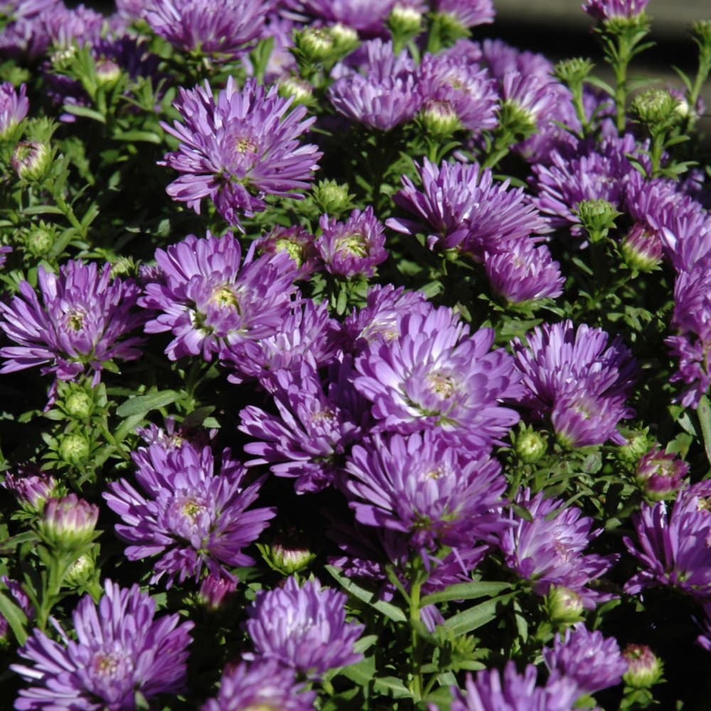 Aster Henry Blue