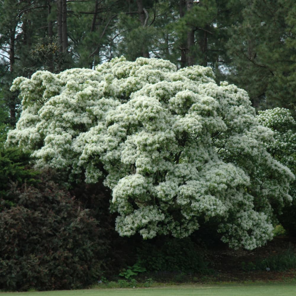 NetPS Plant Finder (www.netpsplantfinder.com)