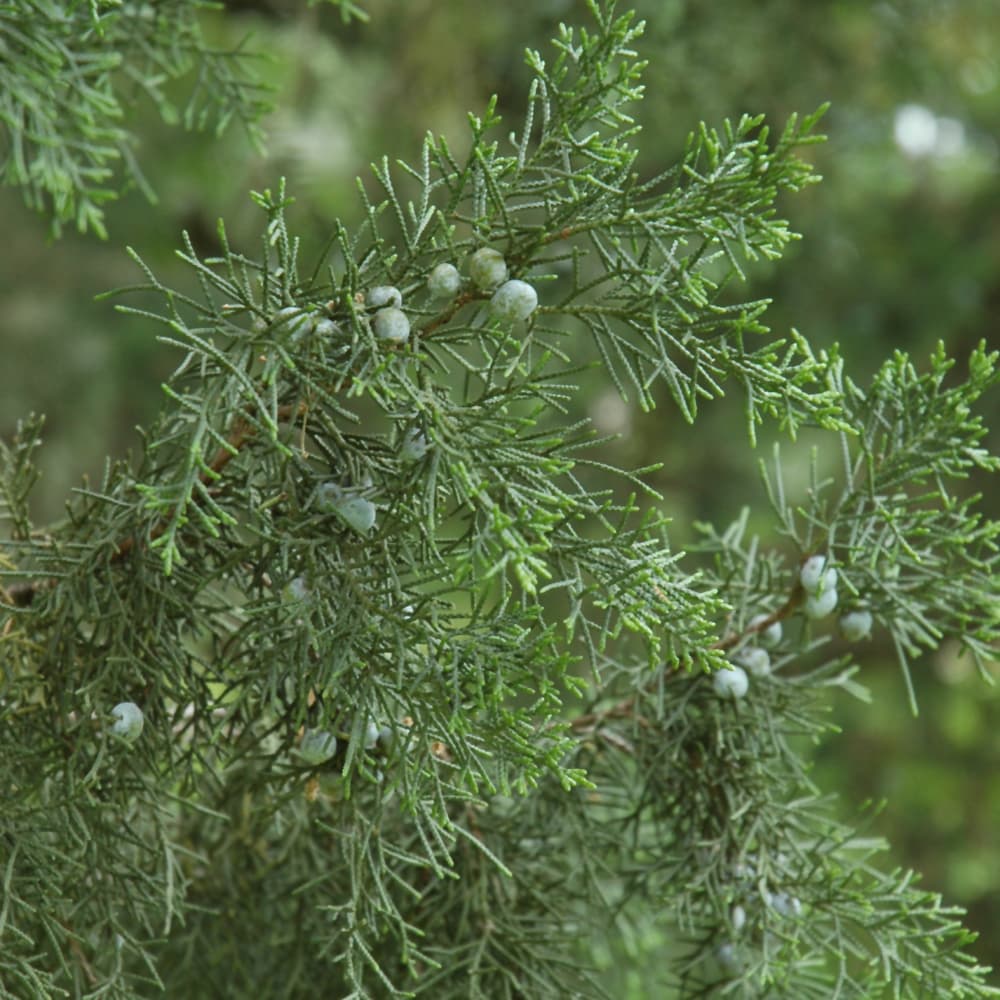 NetPS Plant Finder (www.netpsplantfinder.com)