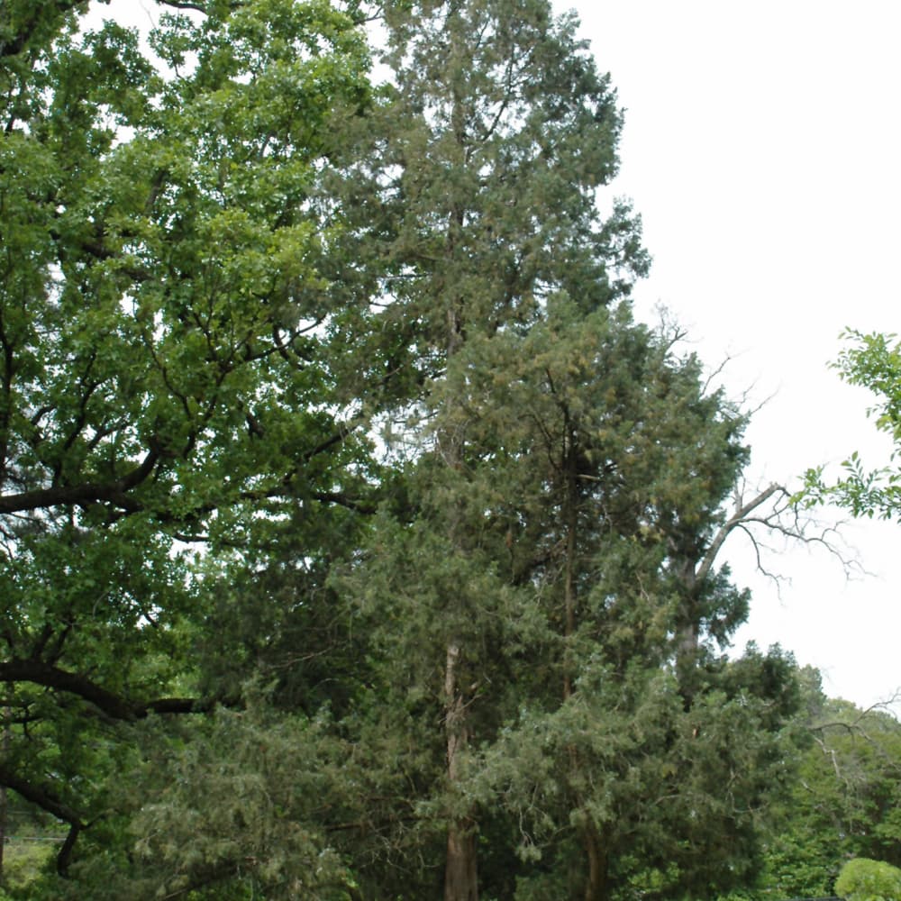 Juniper Keteleeri