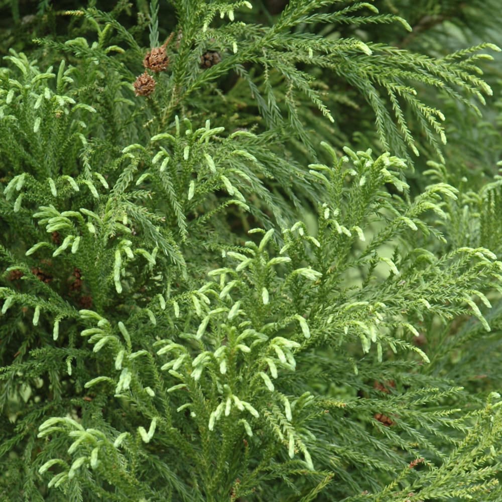 NetPS Plant Finder (www.netpsplantfinder.com)